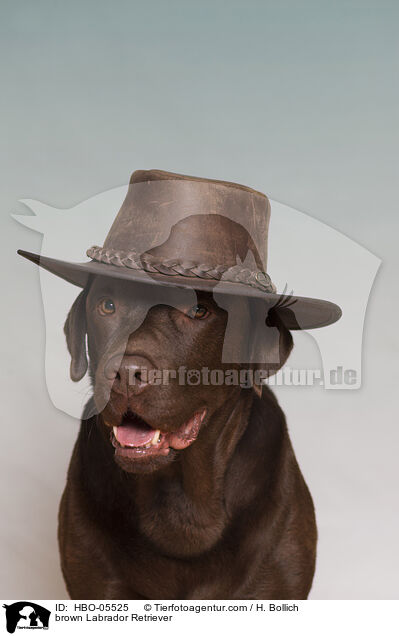 brown Labrador Retriever / HBO-05525