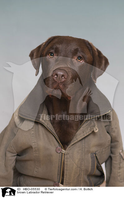 brauner Labrador Retriever / brown Labrador Retriever / HBO-05530