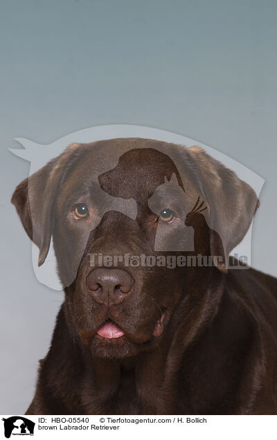 brown Labrador Retriever / HBO-05540