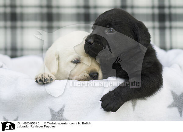 Labrador Retriever Puppies / HBO-05645