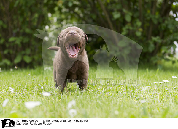 Labrador Retriever Puppy / HBO-05666