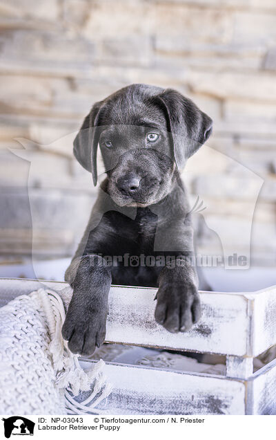 Labrador Retriever Welpe / Labrador Retriever Puppy / NP-03043