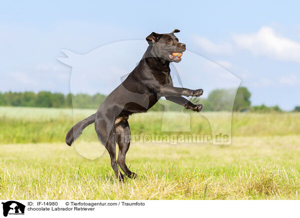 chocolate Labrador Retriever / IF-14980