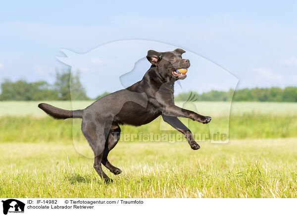 chocolate Labrador Retriever / IF-14982