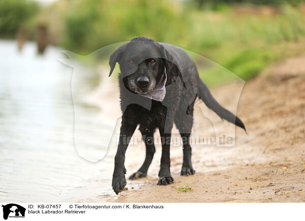 schwarzer Labrador Retriever / black Labrador Retriever / KB-07457