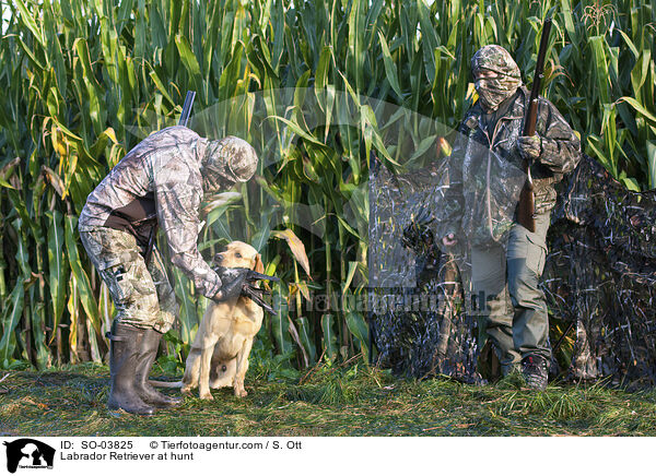 Labrador Retriever bei der Jagd / Labrador Retriever at hunt / SO-03825