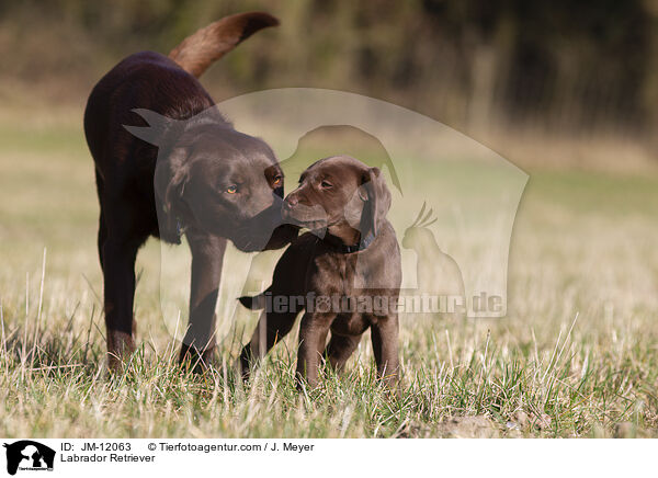 Labrador Retriever / Labrador Retriever / JM-12063