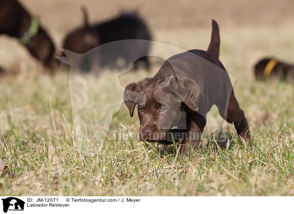 Labrador Retriever / JM-12071