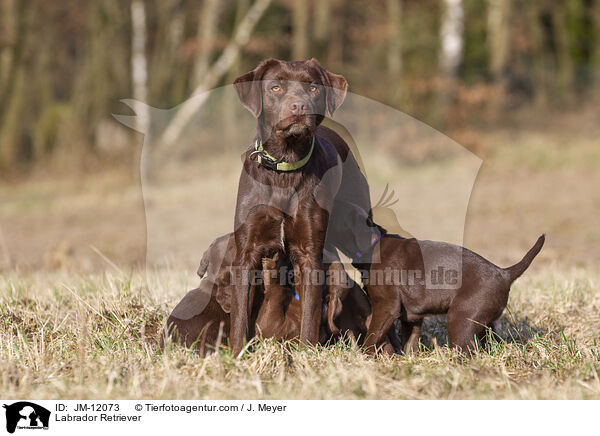 Labrador Retriever / Labrador Retriever / JM-12073