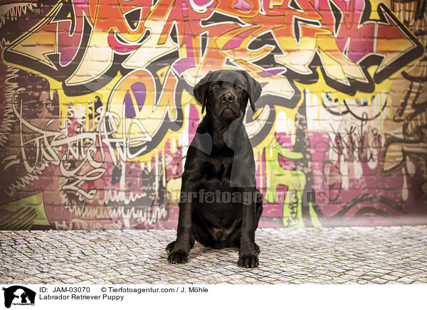 Labrador Retriever Welpe / Labrador Retriever Puppy / JAM-03070