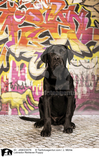 Labrador Retriever Welpe / Labrador Retriever Puppy / JAM-03076
