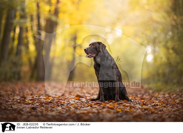 brown Labrador Retriever / JEB-02235