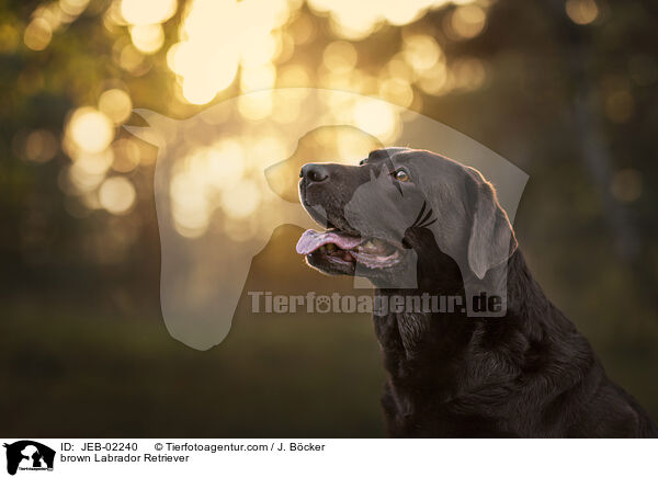 brown Labrador Retriever / JEB-02240