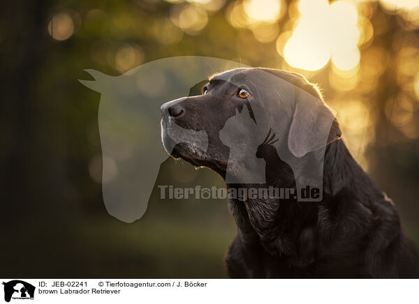 brown Labrador Retriever / JEB-02241