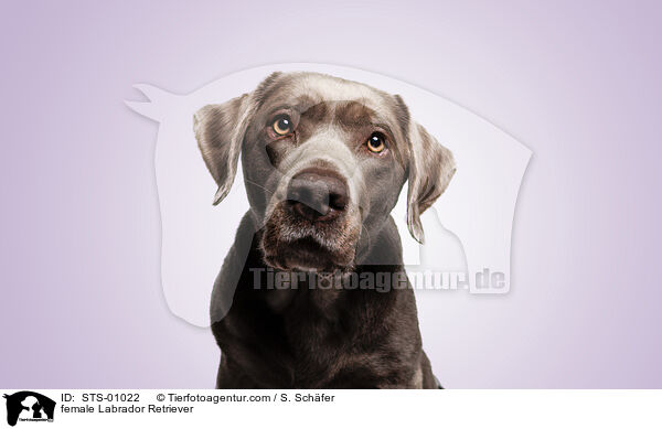 Labrador Retriever Hndin / female Labrador Retriever / STS-01022