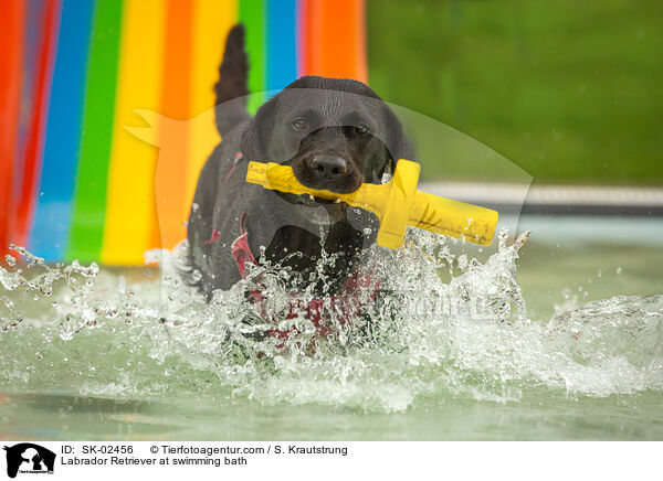 Labrador Retriever at swimming bath / SK-02456
