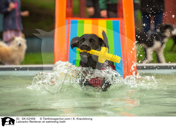 Labrador Retriever at swimming bath / SK-02468