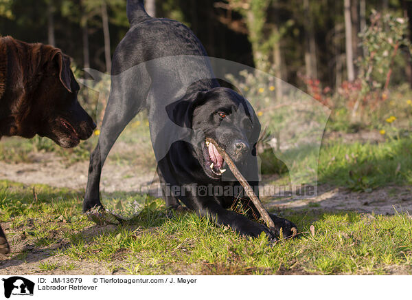 Labrador Retriever / JM-13679