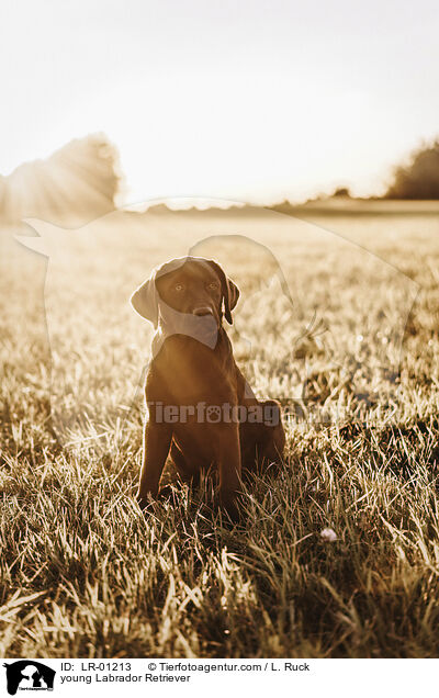 junger Labrador Retriever / young Labrador Retriever / LR-01213