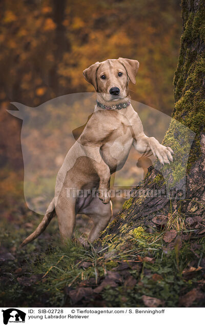 junger Labrador Retriever / young Labrador Retriever / SIB-02728