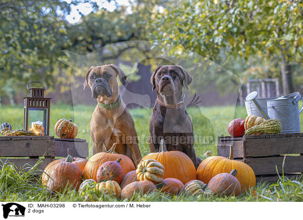 2 dogs / MAH-03298