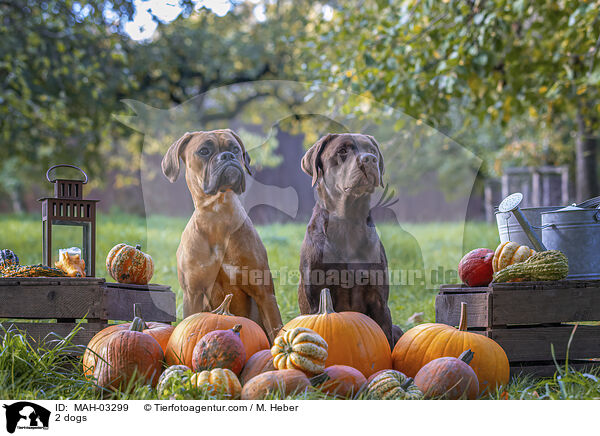 2 dogs / MAH-03299