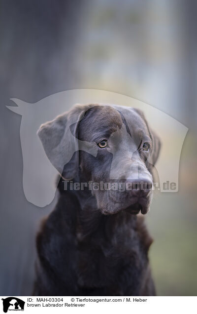 brown Labrador Retriever / MAH-03304