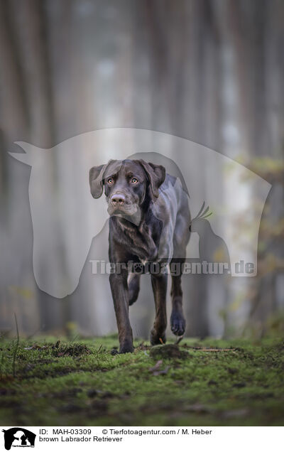 brauner Labrador Retriever / brown Labrador Retriever / MAH-03309