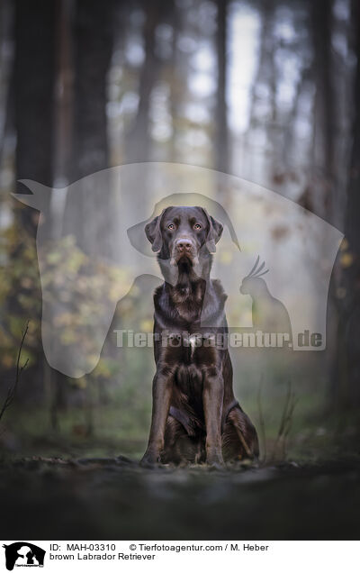 brown Labrador Retriever / MAH-03310