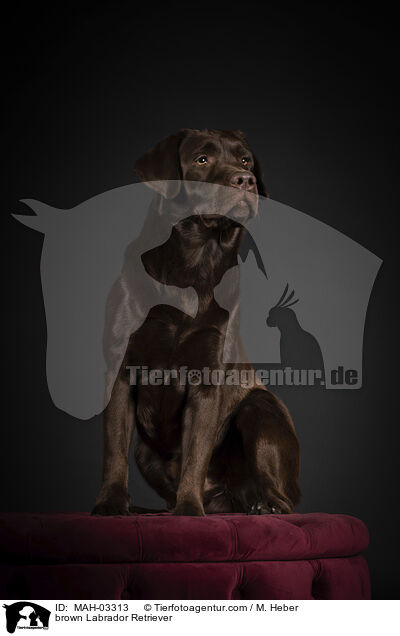 brown Labrador Retriever / MAH-03313