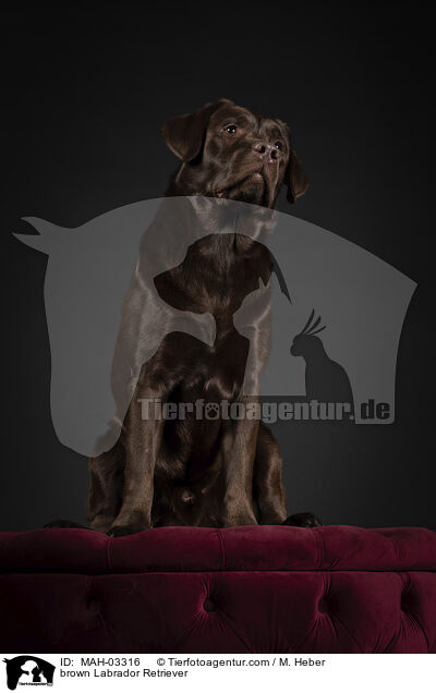 brown Labrador Retriever / MAH-03316