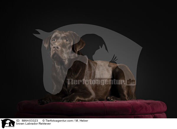 brown Labrador Retriever / MAH-03323