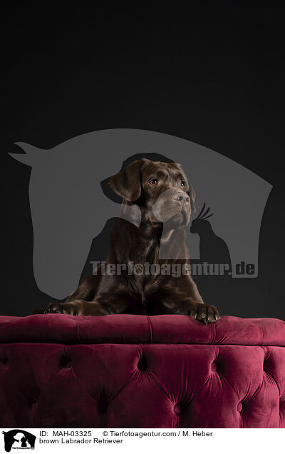brown Labrador Retriever / MAH-03325