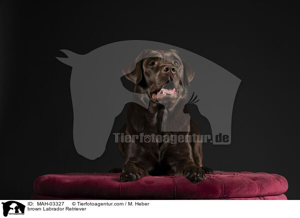 brauner Labrador Retriever / brown Labrador Retriever / MAH-03327