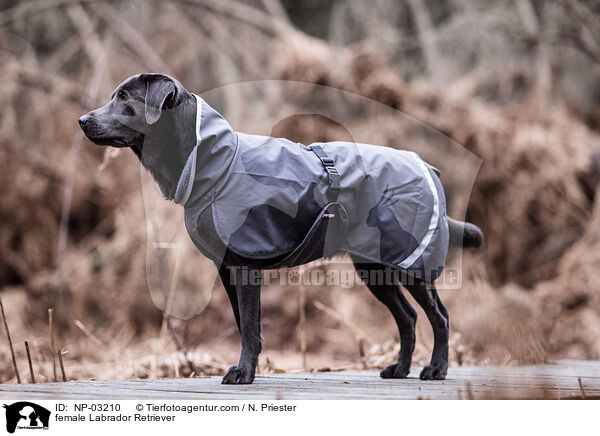 Labrador Retriever Hndin / female Labrador Retriever / NP-03210