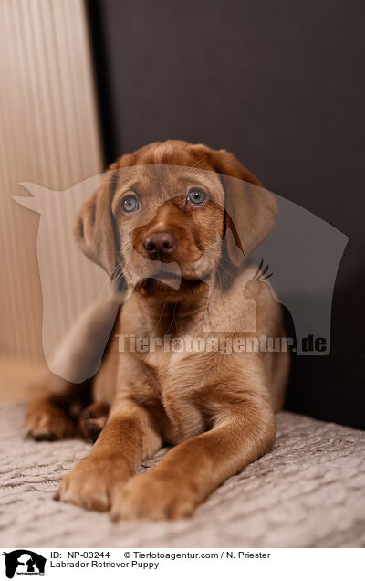 Labrador Retriever Welpe / Labrador Retriever Puppy / NP-03244