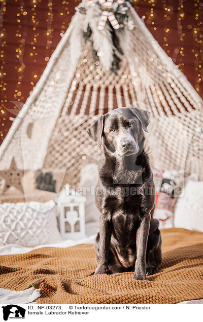 Labrador Retriever Hndin / female Labrador Retriever / NP-03273