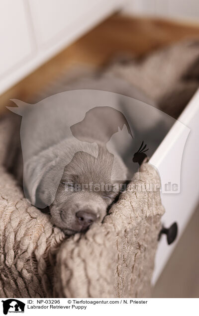 Labrador Retriever Puppy / NP-03296