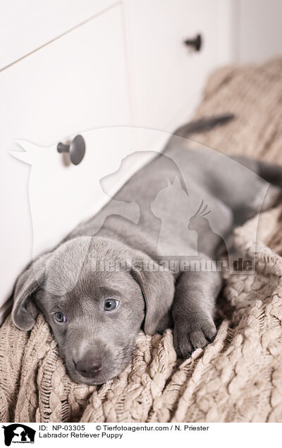 Labrador Retriever Puppy / NP-03305