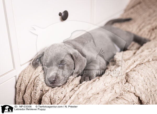 Labrador Retriever Puppy / NP-03306