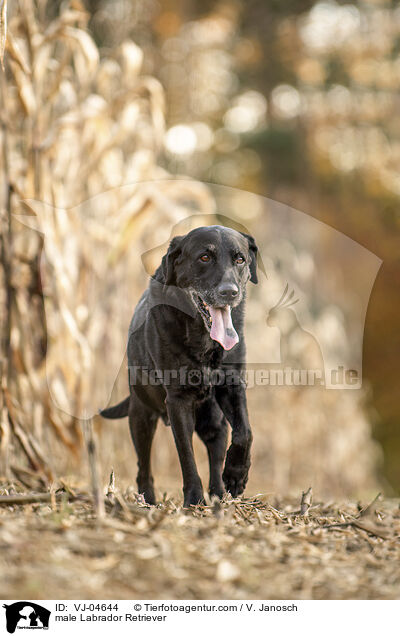 Labrador Retriever Rde / male Labrador Retriever / VJ-04644