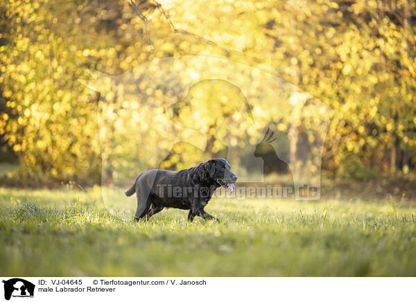 Labrador Retriever Rde / male Labrador Retriever / VJ-04645