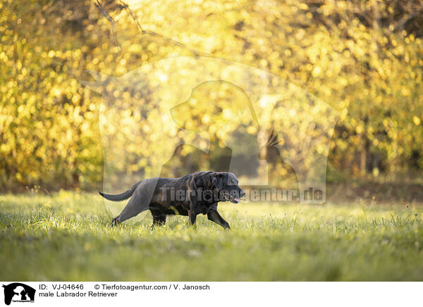 Labrador Retriever Rde / male Labrador Retriever / VJ-04646