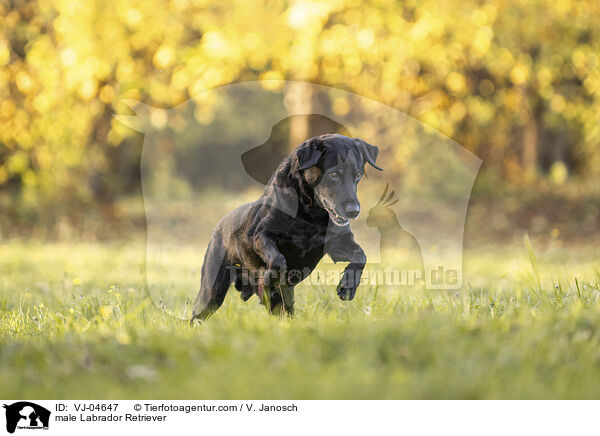Labrador Retriever Rde / male Labrador Retriever / VJ-04647