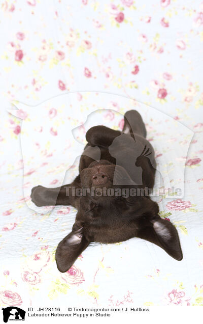 Labrador Retriever Welpe im Studio / Labrador Retriever Puppy in Studio / JH-28116