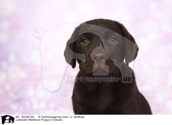 Labrador Retriever Welpe im Studio / Labrador Retriever Puppy in Studio / JH-28120
