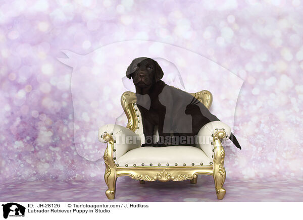 Labrador Retriever Welpe im Studio / Labrador Retriever Puppy in Studio / JH-28126