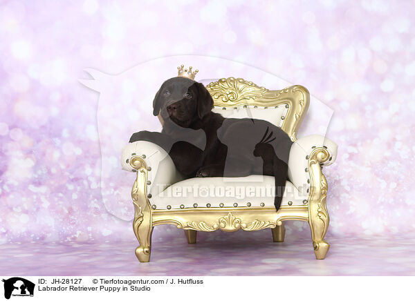 Labrador Retriever Welpe im Studio / Labrador Retriever Puppy in Studio / JH-28127