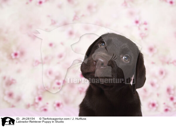 Labrador Retriever Welpe im Studio / Labrador Retriever Puppy in Studio / JH-28154