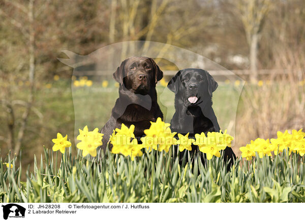 2 Labrador Retriever / 2 Labrador Retriever / JH-28208